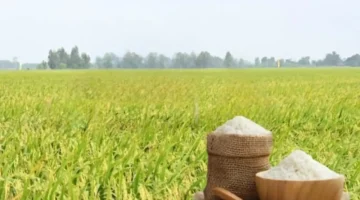 قفزة ملحوظة في أسعار تصدير أرز OM 5451 بالأسواق العالمية خلال الفترة الأخيرة